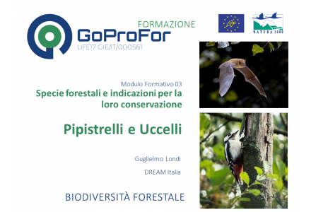 Specie forestali e indicazioni per la loro conservazione: pipistrelli e uccelli